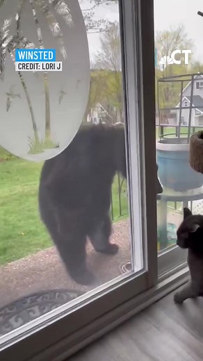 Playful Encounter Between Bear and Cat in Winsted, CT