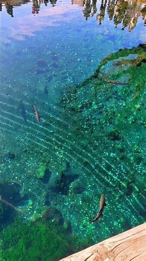 Crystal Clear Waters Near Mt. Fuji | Oshino Hakkai Walk 癒しの音山梨県忍野村にある世界遺産の湧水池#忍野八海#絶景 #travelreels