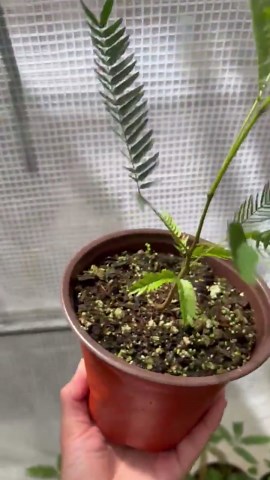 Everfresh Tree - Pithecellobium Confertum - Mimosa-like Indoor Tree - Etsy