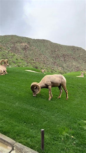 Golf Bunker Shot Tips & Tricks