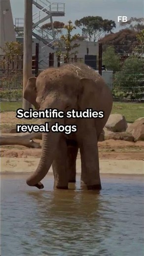 Cats vs Dogs: Which Pet Is Truly Smarter According to Science?