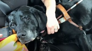 Two blind women claim Uber drivers denied them rides due to service dogs