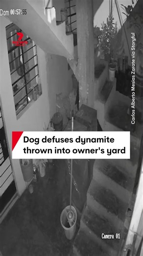66K views · 298 reactions | A brave dog has defused a stick of dynamite thrown into his owner's yard in Peru. The pup named Manchis, belonging to journalist Carlos Alberto Mesias Zarate, extinguished the device's fuse, preventing a tragedy at the home. #dog #cctv #homesecurity #dynamite #tnt | 7NEWS Australia | Facebook
