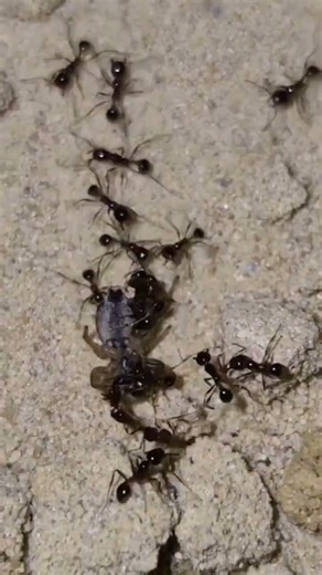 Jumping spiders are known for their keen eyesight and ability to jump.