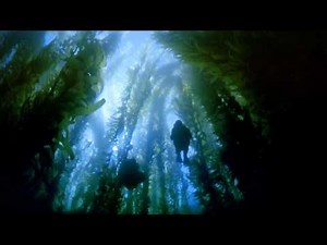 IMAX - Search For The Great Sharks (Teaser)