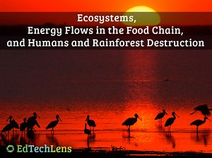 Ecosystem Energy Flows, Food Chains, Humans & Rainforest Destruction Unit eBook