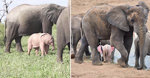 Rare pink baby elephant spotted in South African national park