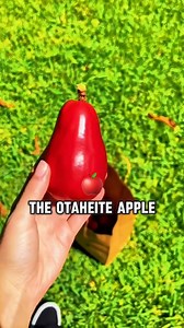 25K views · 126 reactions | Presented by Mahalia Davis Two fruits that you may not have ever seen before! There is an extraordinary world of fruits that defy the imagination and we love it. #fruits #nature #strange #explore #youdontknowit Video courtesy of You Dont Know It | Caribbean Delights | Facebook