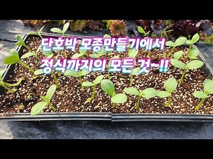 단호박 모종만들기에서 정식까지의 모든 것