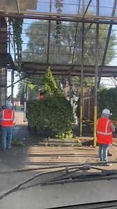 12K views · 292 reactions | It is hop harvesting time in WA State and farm workers are taking down the hops from the guide wires. The hops will then be processed into the beer that we enjoy. #WeFeedYou Es la época de la cosecha del lúpulo en el estado de Washington y los campesinos están retirando el lúpulo de los alambres guía. Luego, el lúpulo se procesará para obtener la cerveza que disfrutamos. #SoyEsencial | UFW | Facebook