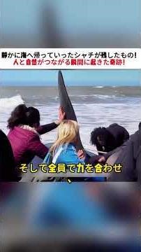 静かに海へ帰っていったシャチが残したもの！ 人と自然がつながる瞬間に起きた奇跡！ #自然の力 #海の奇跡 #感動ストーリー #生命の尊重 #シャチ