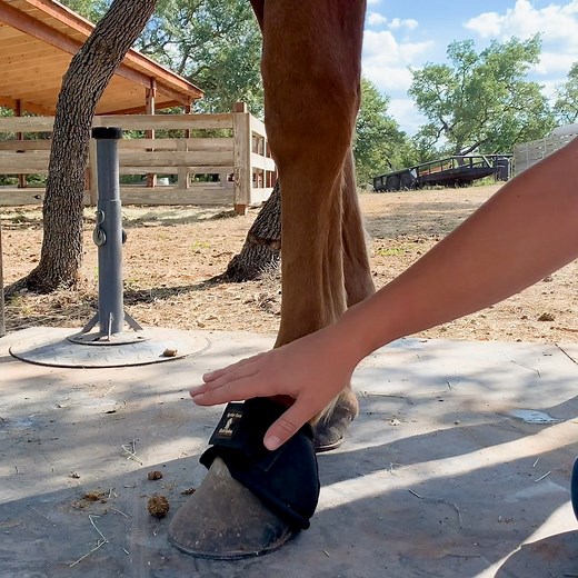 Bell boots (also called overreach boots) are used to protect your horse from injuries during turnout or training. In today's Quick Tips for Horse Owners, Krista shows us the proper way to put bell boots on your horse, and talks about why they're important to prevent overreach injuries. | SaddleBox