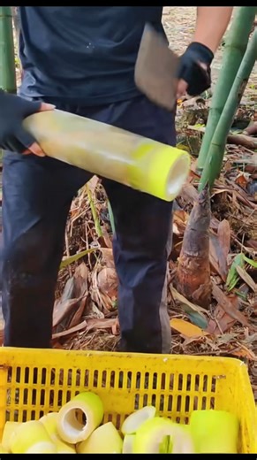 Teknik potong Rebung bambu muda yang rapi & cepat 🎋 #reels #fyp #fbpro #bambu #bamboo #fyp #fbpro #reels #fruit #bambu #cutting | Ichsan Videos