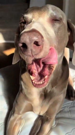 Most dog beds trap heat and leave your dog restless, but this dog crate mattress with eggshell foam