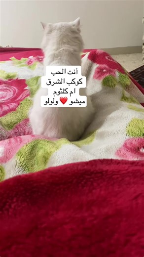 يورد على خاطري كل اللي بينا اتقال، ويعيش معاك فكري مهما غيابك طال، طال واحشني وإنت قصاد عيني، وشاغلني وإنت بعيد، وإنت بعيد، بعيد، بعيد، بعيد عني#يورد #علي_ #خاطري #انت_الحب #كوكب_الشرق_ام_كلثوم @MAZAAG.elkher @c&kdrama_lovers @سَمَر✨ @Shahenaz Hamada