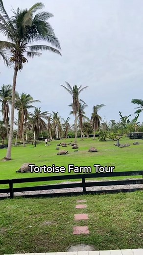 Tortoise farm tour! Galapagos and Aldabra tortoises. #tortoisefarm #tortoise #galapagosislands #galapagos #tropical #exoticpets #turtle #farm #housetour #animals #cute #reptile #reptilesoftiktok