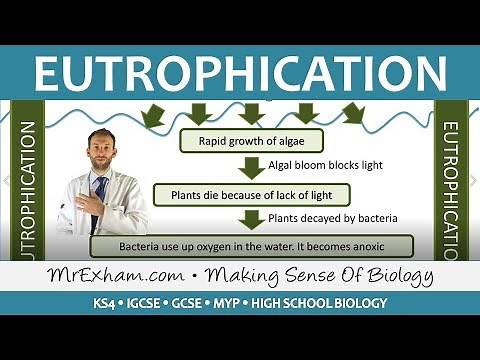 Pollution - Eutrophication - GCSE Biology (9-1)