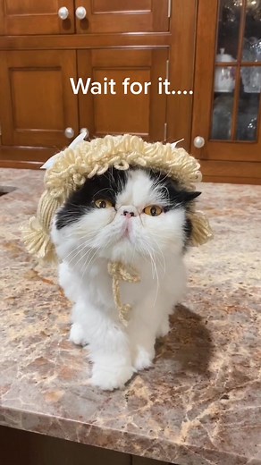 I’m a boy...and a Pterodactyl! 😹 🦕 #imnotlikeothergirls #dinosaur #comedy #cosplay #meme #pterodactyl #lol #cat #tiktokcats #TalkToAnimals #kitty