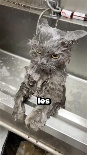 Les chats sont terrifiés par les bains 😱 #chat #shorts