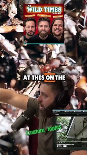 How Army Ants Build Bridges to Invade Wasp Nests - Forrest Galante & Joe Rogan