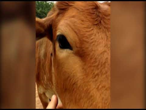 Sunnyfield Farm's Miniature Zebu Cattle
