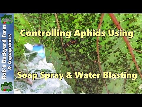 How to kill Aphids using a natural liquid soap spray & water blasting..