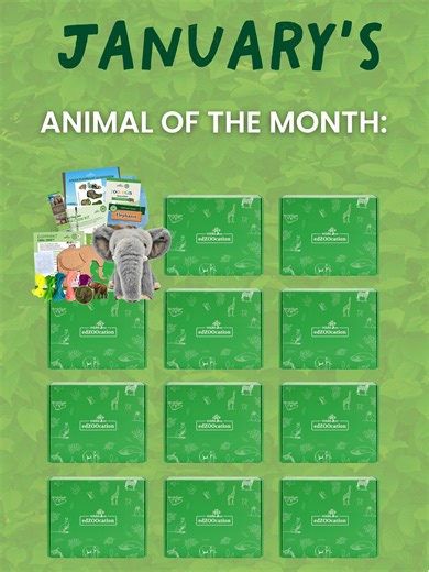 January’s Animal of the Month is the Bornean elephant—a gentle rainforest giant found only in Borneo. This month’s edZOOcation® Box is packed with hands-on learning that helps kids explore elephant life and rainforest conservation. We’re proud to feature Seratu Aatai as our Conservation of the Month, supporting community-led efforts that protect elephants and their habitat. #ElephantConservation #RainforestConservation #WildlifeEducation #ConservationInAction #edZOOcation