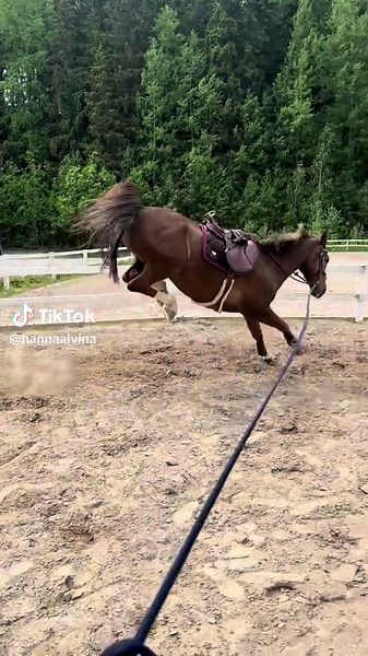 Any cowboys around? 🤠 #rodeo #cowboy #wildhorse #funnyhorse