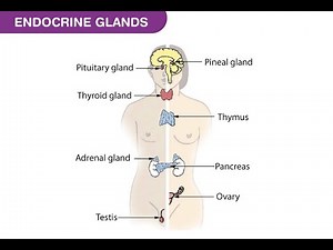 ENDOCRINE SYSTEM (hormones explained better), grade 12 life sciences | ThunderEDUC | M.SAIDI