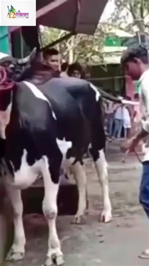 Budgerigar Bird Show 2025