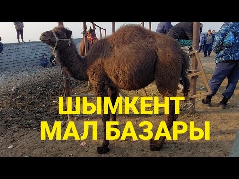 МАЛ БАЗАР ШЫМКЕНТ 23.02.22Ж