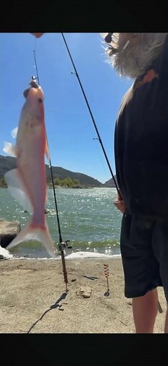 RARE ALBINO CATFISH CAUGHT ON CAMERA