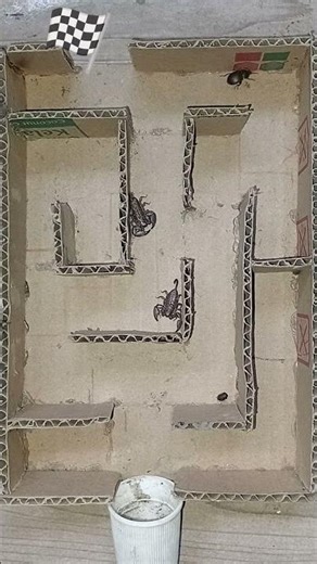 Maze Race Battle: Bombardier Beetle vs Scorpion🔥