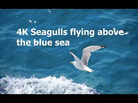 Seagulls flying above the blue sea