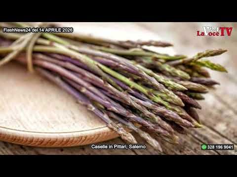 Grande successo per la 2° ed. di AsparaCip a Caselle in Pittari - di F. Sampogna