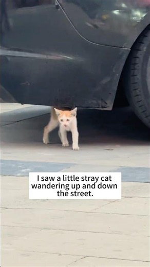 Rescue poor cat #animalrescue #rescuecat #straycat #cat
