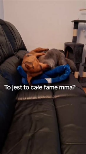 no i czego sie bijecie #funnyanimals #catanddog #famemma #fyp #dc