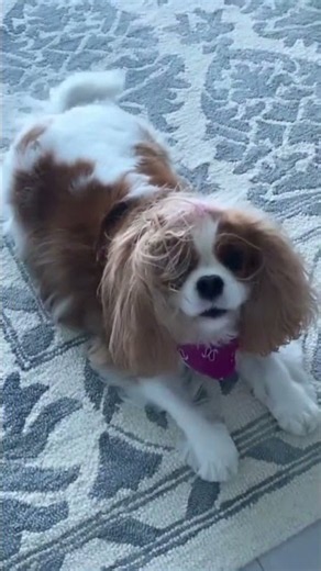 #pets #puppy #foxnews #funny