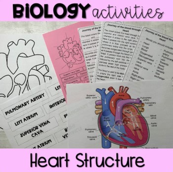 Heart Structure Activity Worksheets | Biology High School