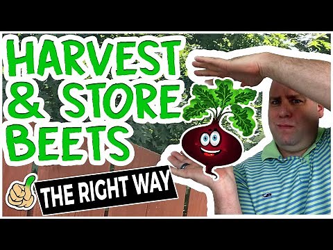 Harvesting Beets | When to Pick Beets & Store Them Long Term