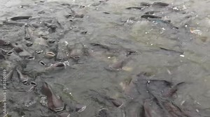 Pangasius is a freshwater fish with no scales.