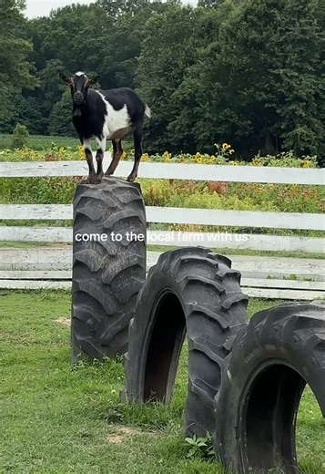 Island View Waterfront on TikTok