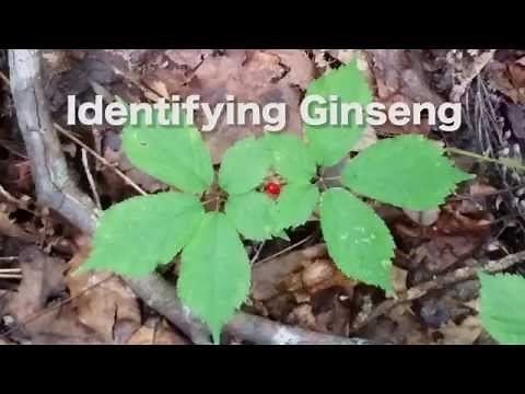 How To Identify and Find Wild Ginseng