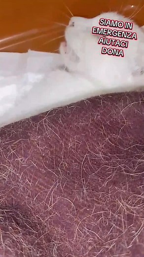 PELOSI SOS ☎️ 3891551923 Irina ☎️ Associazione Pelosi Sos BANCA: Intesa San Paolo INTESTATO A: Pelosi Sos IBAN: IT27R0306909606100000184603 CAUSALE: Donazione volontaria Donazioni via PayPal: https://www.paypal.me/SOSPELOSI?locale.x=it_IT Puoi adottare a distanza il suo peloso e riceverai tutti i giorni foto e video finché non riusciamo a trovare la casa 🏡 per loro! Con solo 10/15 euro al mese puoi cambiare una vita ❤️ Aiutaci a sostenere questo nostro impegno 🥹 Per chi vuole spedirci cibo/far