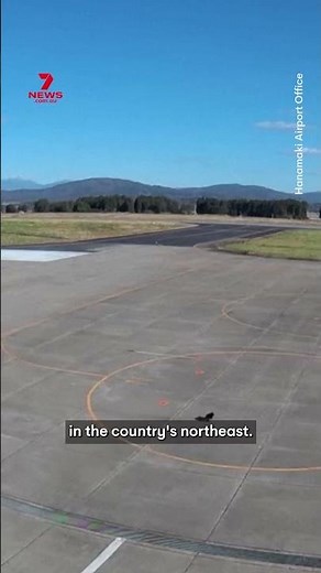 Bear runs onto airport tarmac in Japan