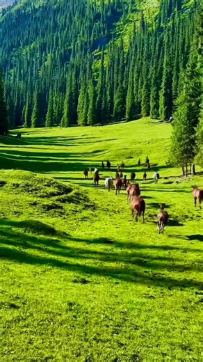 Natural | vecation |Travel on Instagram: "Living for moments that feel like a movie scene. 🐎🌲 Finding peace where the grass is green and the spirit is free. 💚✨ Emojis: 🐎🌲⛰️🍃💚✨🏞️🏔️ #naturephotography #wilderness #horsesofinstagram #scenicview #greenvalley landscape naturelovers wildandfree mountains peaceful"