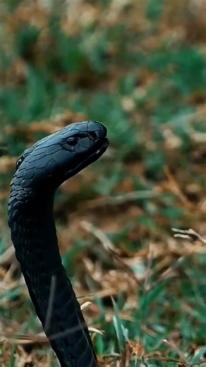 Why Everyone's Using Snake Emojis