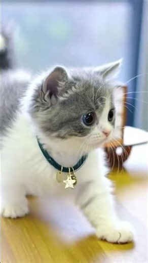 cutest cat eyes #cute #cuteanimals
