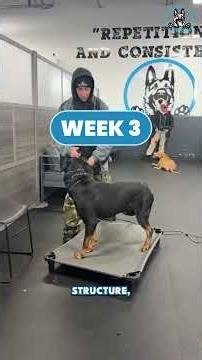 Aggressive Rottweiler Transformation (Before & After Training) | K9 MANIA DOG TRAINING #dogtraining