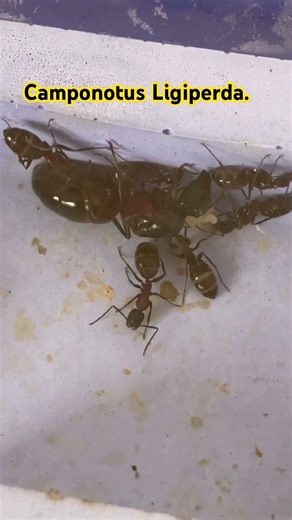 Camponotus Ligniperda petit tours chez mais deux ligniperda qui son en pose hivernal .💚💛❤️